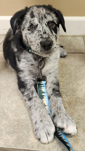 North Coast Pet Clinic - Thumbnail