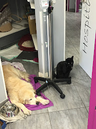 Photo n°4 de Clinique vétérinaire 7VET7 de Nogent à Nogent-sur-Marne (Vétérinaire)