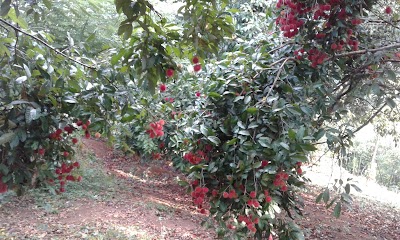 Photos of Lumbini Agro