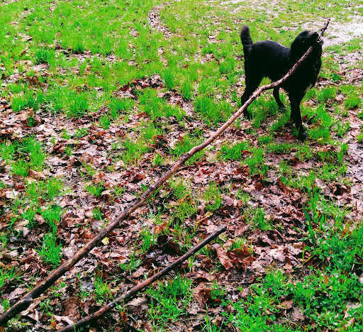 Osgood Park - Visual