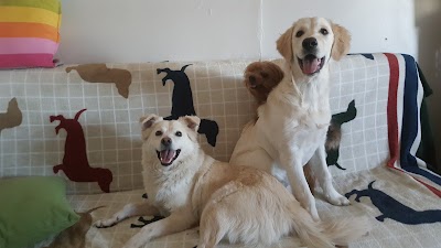 Photos of Tip Top Pet Hotel