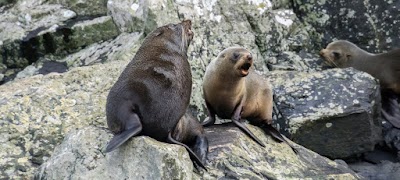 Photos of Fiordland Discovery - Milford Sound