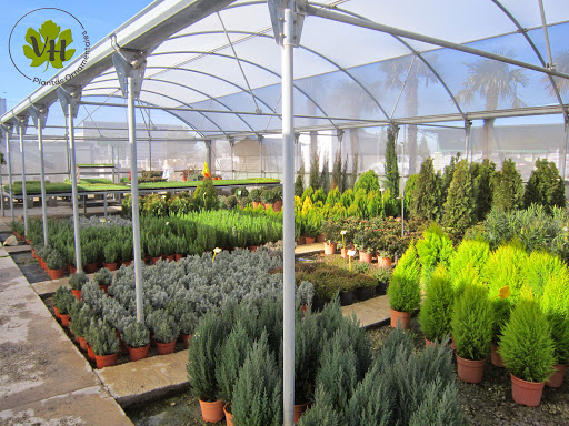 Viveros Higueras - Vivernova - Foto 1