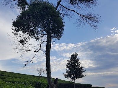 park