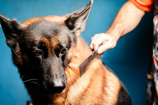 Estética Canina Dog Lovers