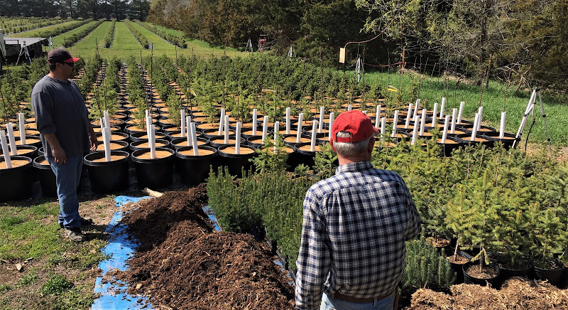 Luthy's Tree Farm
