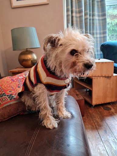 One Lucky Pup Hoole - Thumbnail