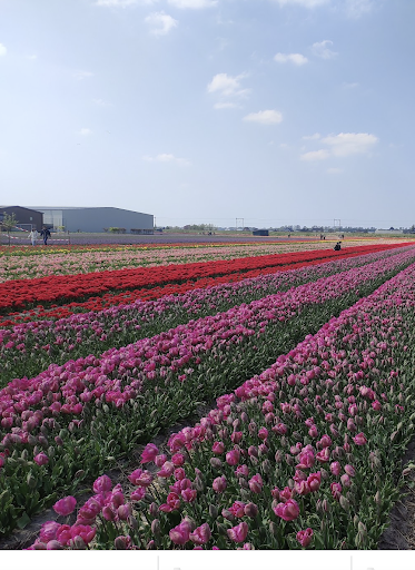 Hillegom Gallery - Netherlands