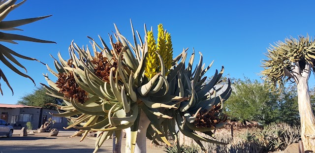 Quivertree Forest Rest Camp