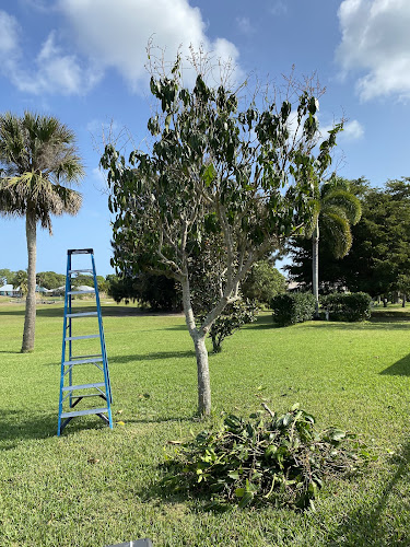 OffTheTop Tree trimming