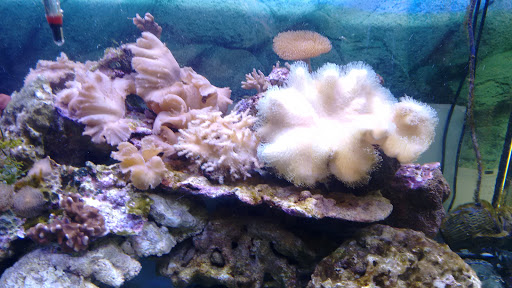 Acquarium System Snc - Visual