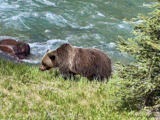 Maligne Adventures - Visual