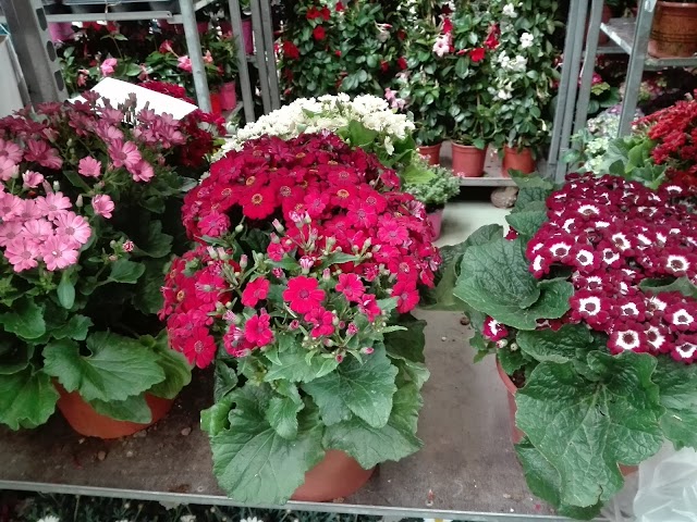 Mercato Floricolo