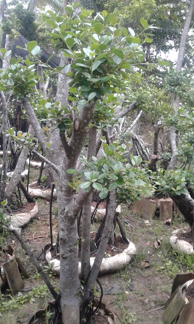 Photos of Pusat Beringin Dolar