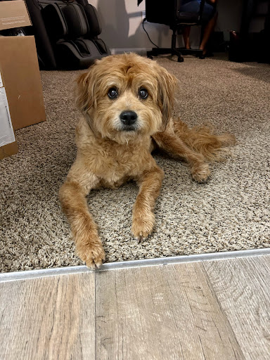 Faircrest Veterinary Care - Thumbnail