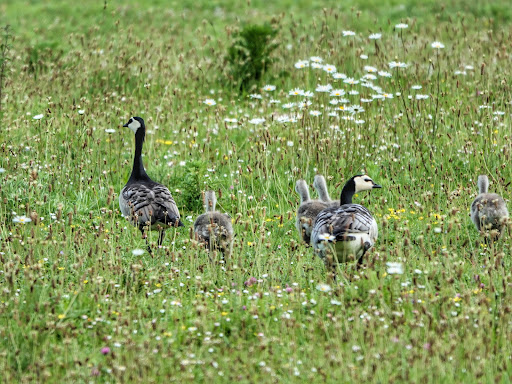 Natuurontwikkelingsgebied Koudenhoek - Thumbnail