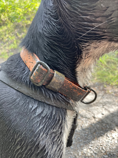 Schmuddelhund - Thumbnail