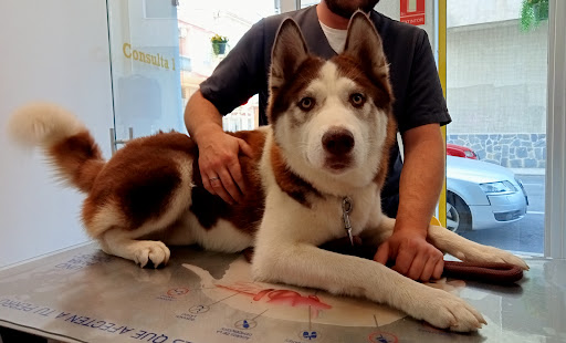 RealVets Centro Veterinario