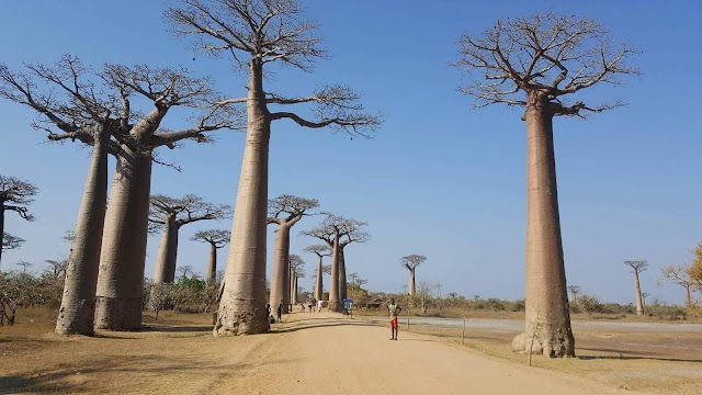 Morondava