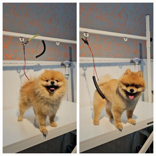 PAWOS Pet Kuaför - Pet Shop | Gaziemir İzmir - Evcil Hayvan Kuaförü