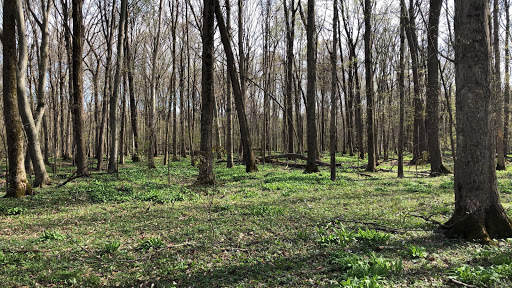 Dowagiac Woods