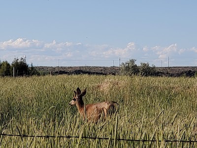 Minidoka National Wildlife Refuge