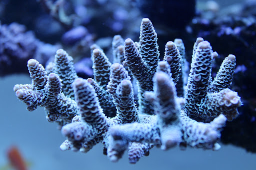 Vision Aquatics - Thumbnail