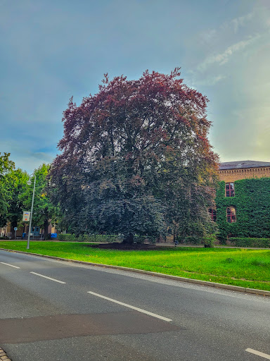 Werderaner Blutbuche - Thumbnail