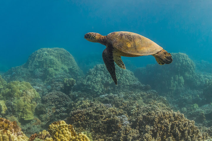 Pacific Whale Foundation by null