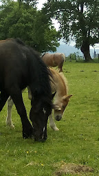 Photo n°35 de Camping Sobieta à Alçay-Alçabéhéty-Sunharette (Camping à la ferme)
