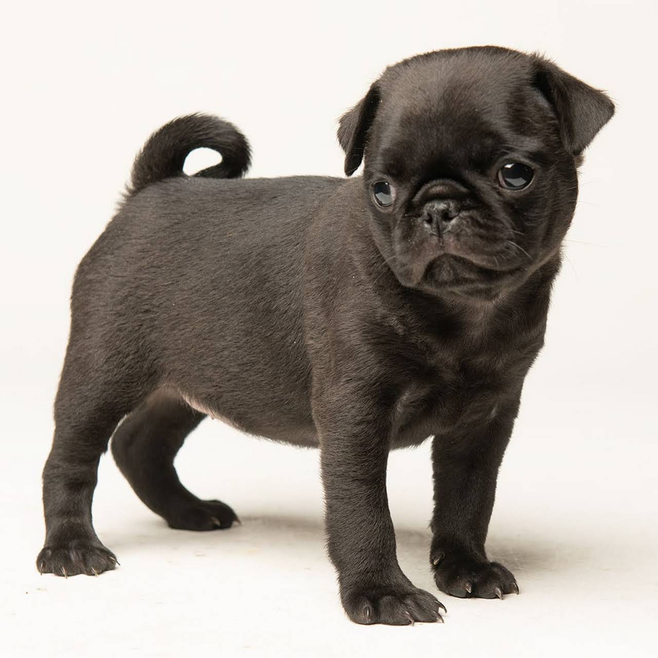 Frenchie pug breeders sale