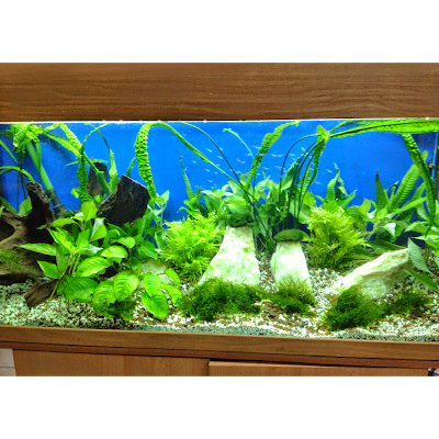 Amazon Aquarium Pet Center