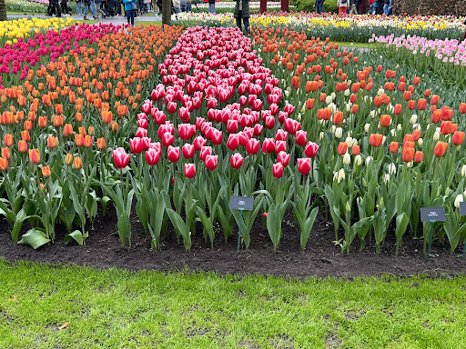 Flower Tours Holland - Thumbnail