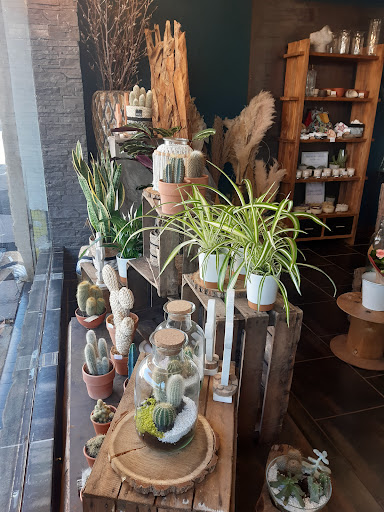 Cactus & Lilas - Thumbnail