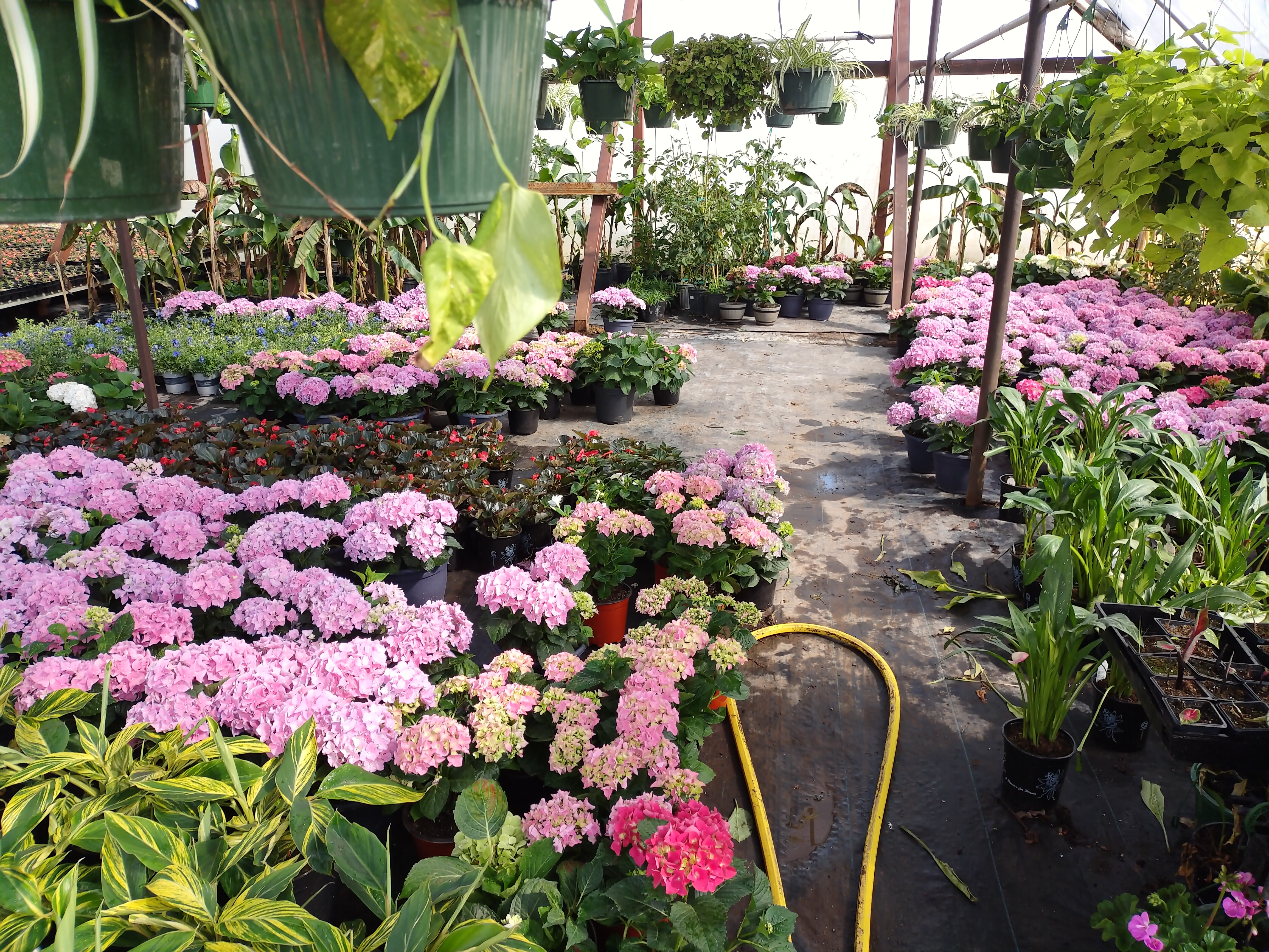 Rico's Plant Farm