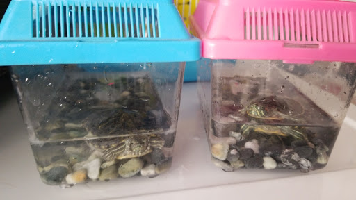 Pet Shop JC Gomez - Thumbnail