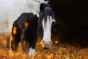Photo n°19 de Haras du Manoir à Saint-Pierre-Azif (Centre équestre)