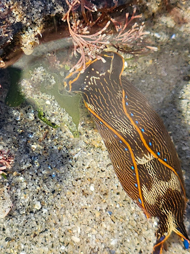 Carlsbad Tide Pool Gallery - United States