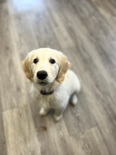 Country Barn Dog Grooming - Thumbnail