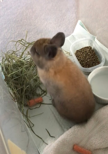 Burnett Exotics - Thumbnail