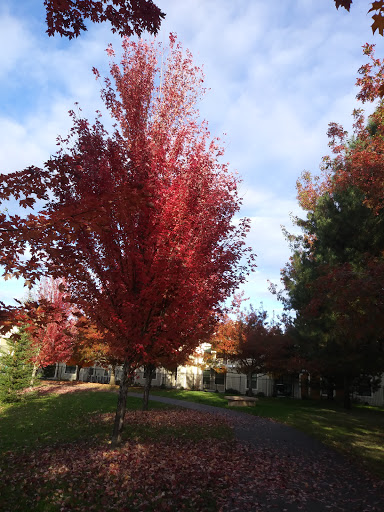 Morrison Centennial Park - Thumbnail