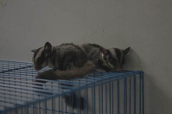 Z Sugar Glider, Author: On Step Film