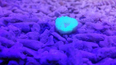 Photos of Blue Ocean Aqua