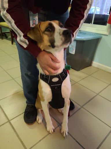 Oktibbeha County Humane Society - Starkville Animal Shelter Gallery - United States