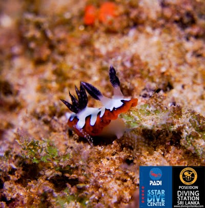 Photos of Poseidon Diving Centre Trincomalee