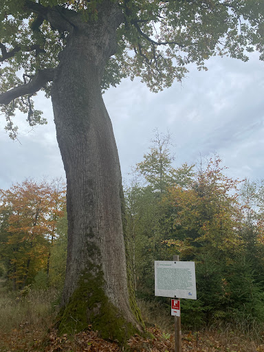 Naturdenkmal Traubeneiche - Thumbnail