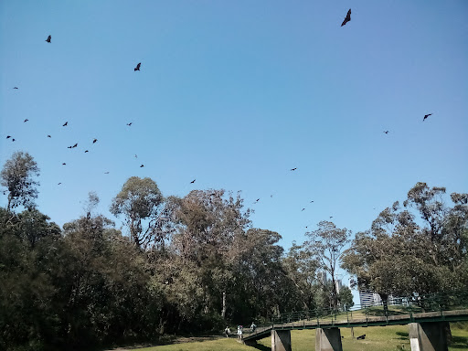 Fruit Bat Colony - Thumbnail
