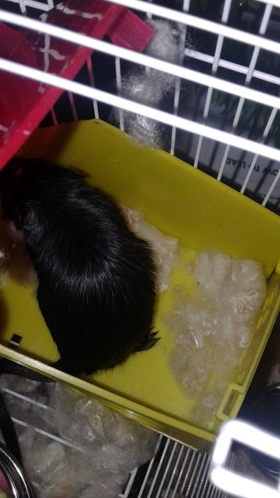 Photos of Pet Professionals