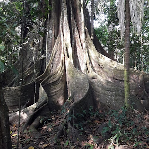 Lupuna jungle tours 3