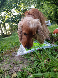 Photo n°12 de Élevage-Pension des mille nuances de douceur à Bodilis (Pension pour chiens)